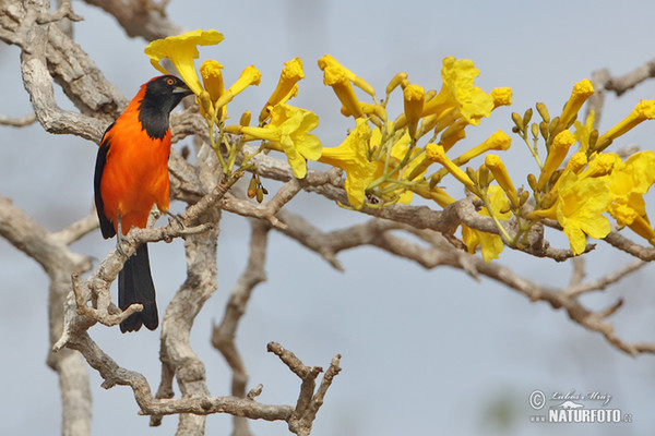 Orangerückentrupial (Icterus croconotus)