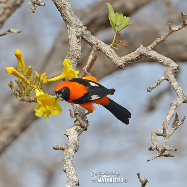 Orangerückentrupial (Icterus croconotus)