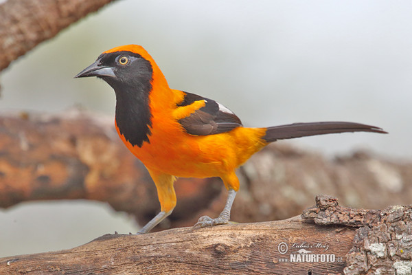 Orangerückentrupial (Icterus croconotus)