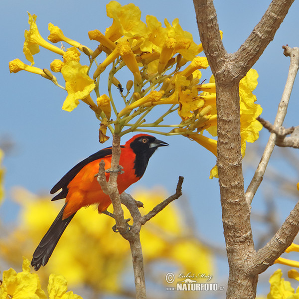 Orangerückentrupial (Icterus croconotus)