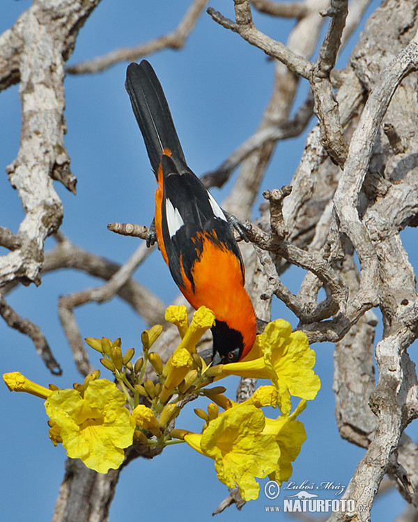 Orangerückentrupial (Icterus croconotus)