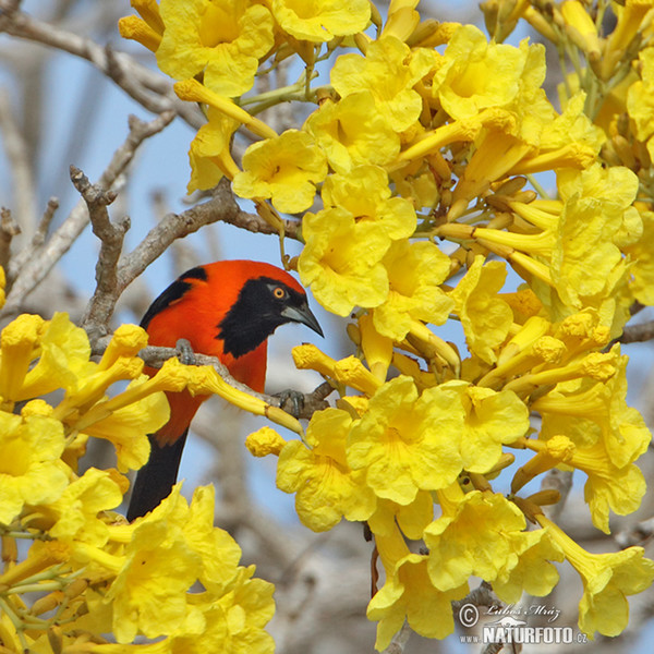 Orangerückentrupial (Icterus croconotus)