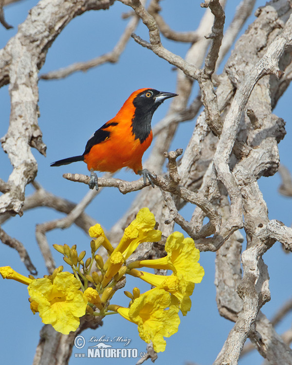 Orangerückentrupial (Icterus croconotus)