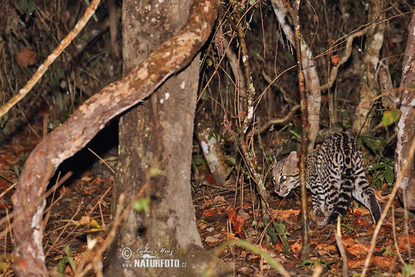 Ozelot (Leopardus pardalis)