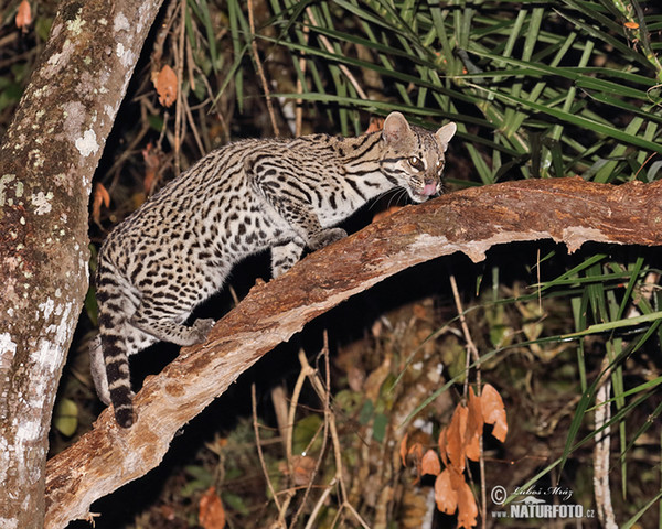 Ozelot (Leopardus pardalis)