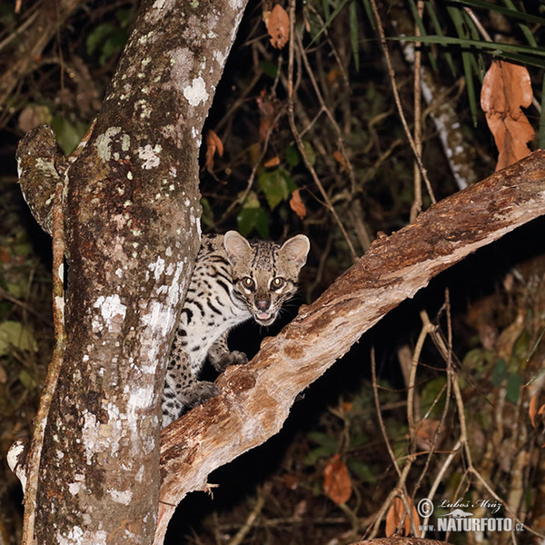 Ozelot (Leopardus pardalis)