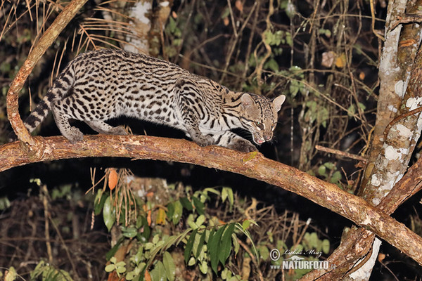 Ozelot (Leopardus pardalis)