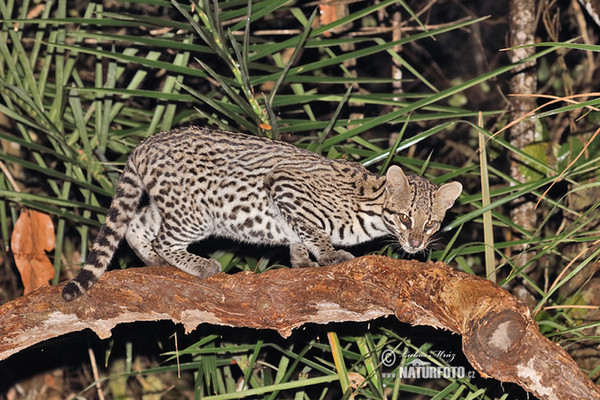Ozelot (Leopardus pardalis)