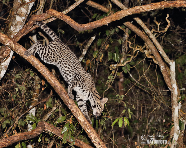 Ozelot (Leopardus pardalis)