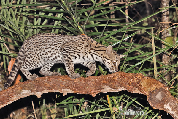 Ozelot (Leopardus pardalis)