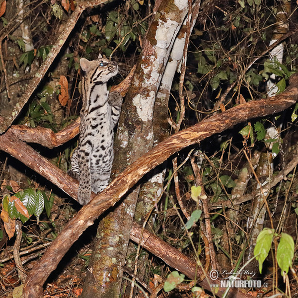 Ozelot (Leopardus pardalis)