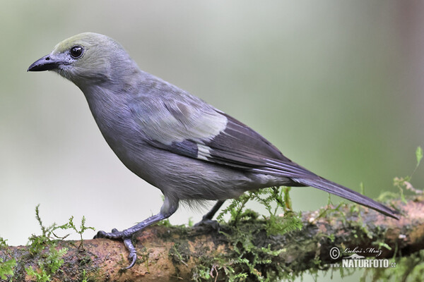 Palmentangare (Tanagra palmarum)