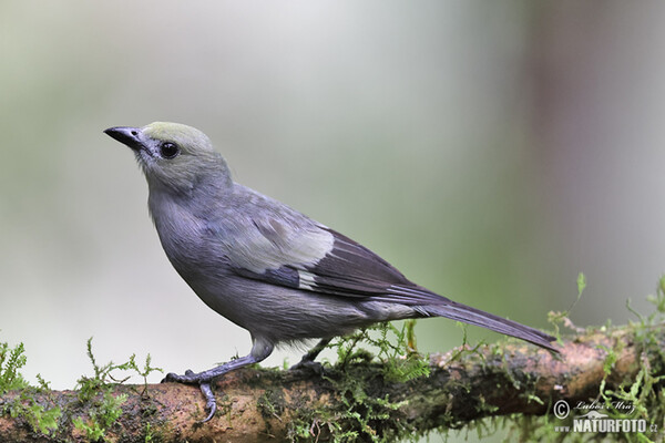 Palmentangare (Thraupis palmarum)