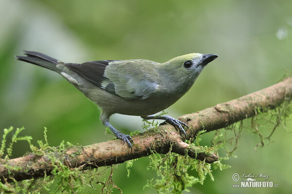 Palmentangare (Thraupis palmarum)