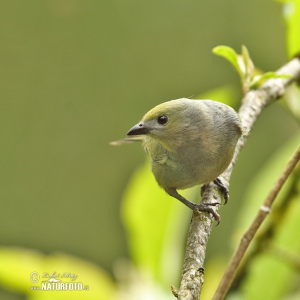 Palmentangare (Tangara palmarum)