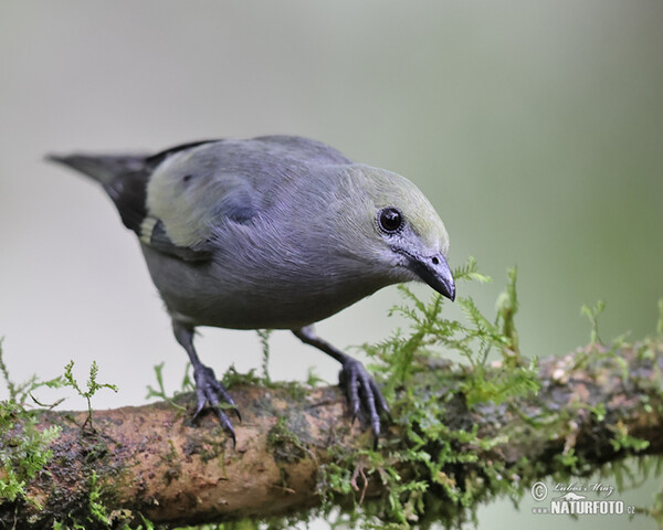 Palmentangare (Tanagra palmarum)