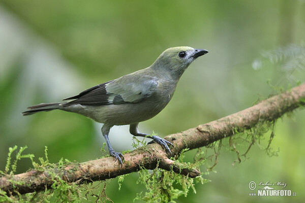 Palmentangare (Thraupis palmarum)