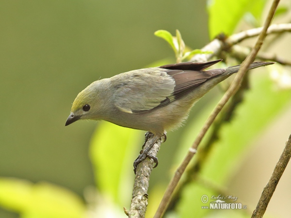 Palmentangare (Tanagra palmarum)