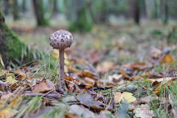 Parasolpilz (Macrolepiota procera)