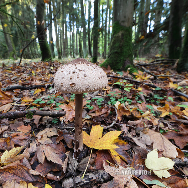 Parasolpilz (Macrolepiota procera)