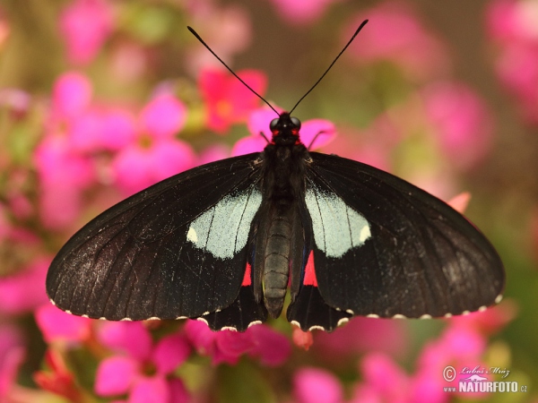 Parides arcas (Parides arcas)