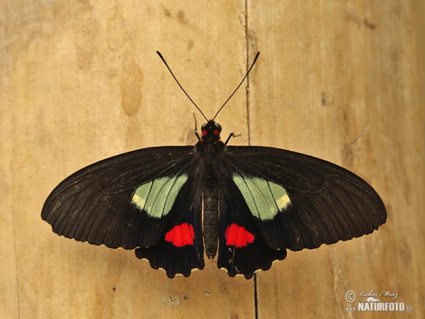 Parides arcas (Parides arcas)