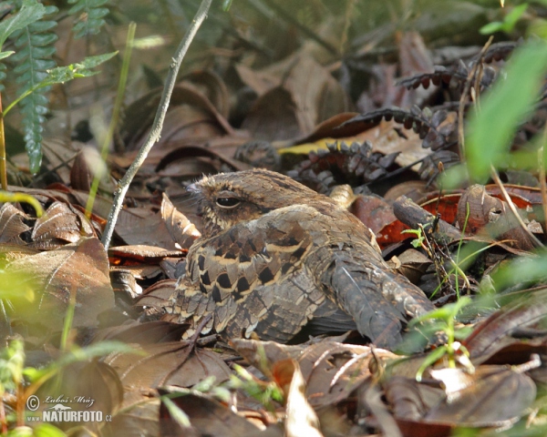 Pauraquenachtschwalbe (Nyctidromus albicollis)