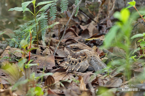 Pauraquenachtschwalbe (Nyctidromus albicollis)