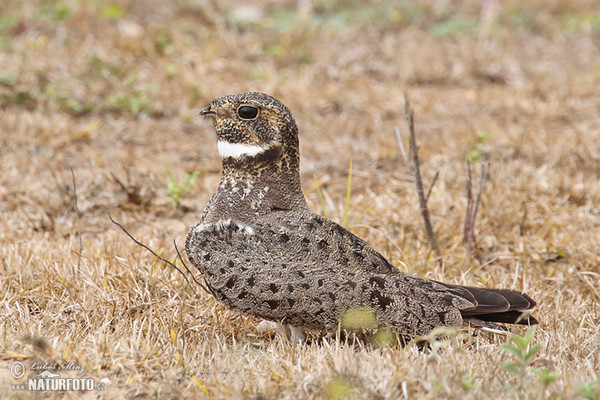 Pauraquenachtschwalbe (Nyctidromus albicollis)