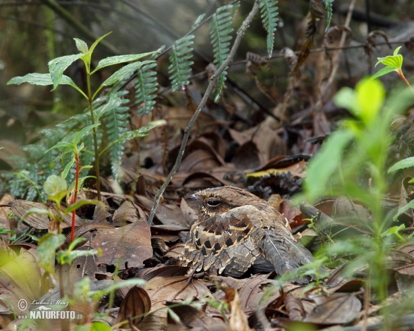 Pauraquenachtschwalbe (Nyctidromus albicollis)