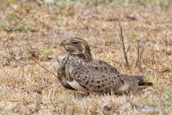 Pauraquenachtschwalbe (Nyctidromus albicollis)