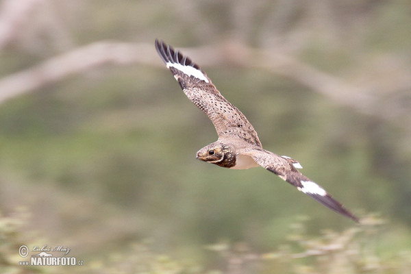 Pauraquenachtschwalbe (Nyctidromus albicollis)