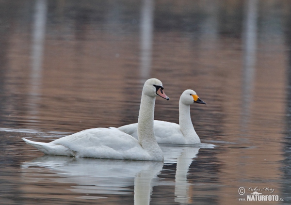 Pfeifschwan (Cygnus columbianus)