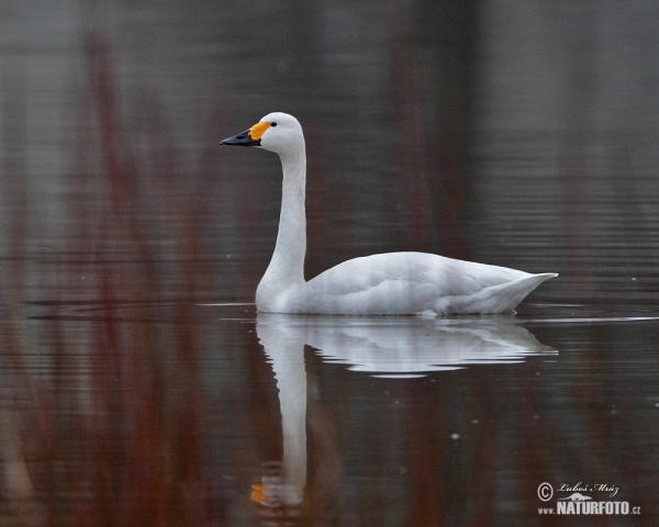 Pfeifschwan (Cygnus columbianus)