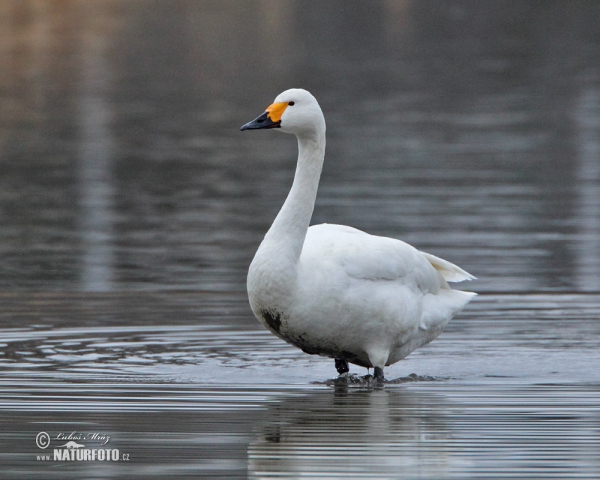 Pfeifschwan (Cygnus columbianus)