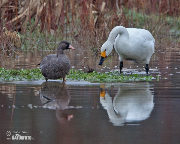 Pfeifschwan (Cygnus columbianus)