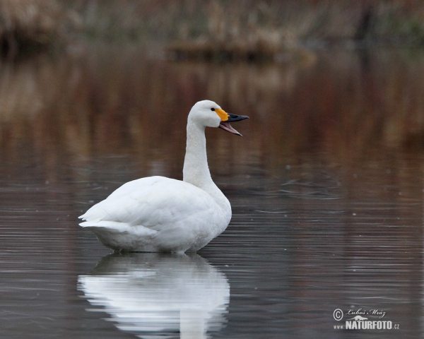 Pfeifschwan (Cygnus columbianus)