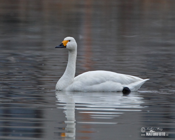 Pfeifschwan (Cygnus columbianus)