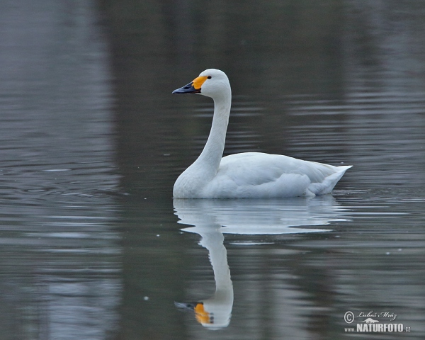 Pfeifschwan (Cygnus columbianus)