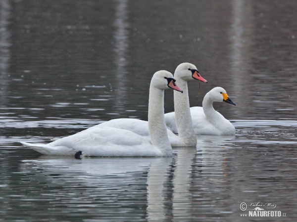 Pfeifschwan (Cygnus columbianus)