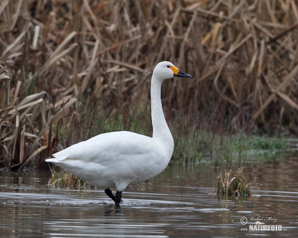 Pfeifschwan (Cygnus columbianus)