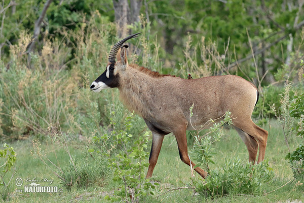 Pferde Antilope (Hippotragus equinus)
