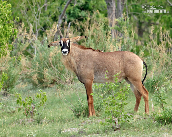 Pferde Antilope (Hippotragus equinus)