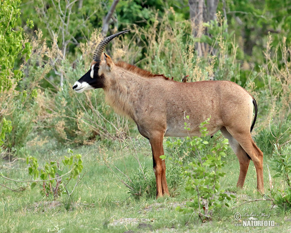 Pferde Antilope (Hippotragus equinus)