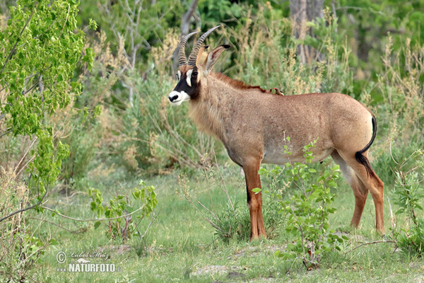 Pferde Antilope (Hippotragus equinus)