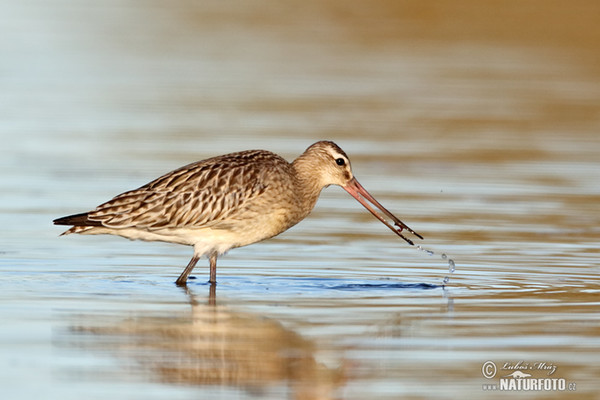 Pfuhlschnepfe (Limosa lapponica)