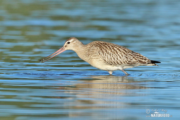 Pfuhlschnepfe (Limosa lapponica)