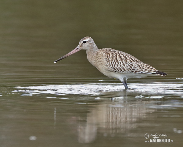 Pfuhlschnepfe (Limosa lapponica)