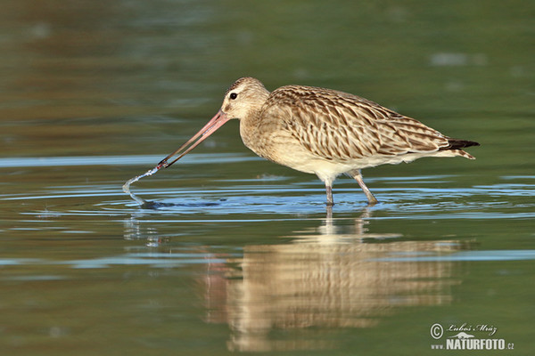 Pfuhlschnepfe (Limosa lapponica)