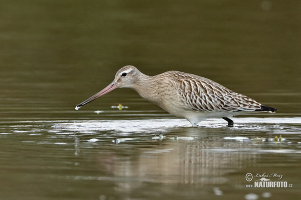 Pfuhlschnepfe (Limosa lapponica)